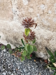 Clinopodium menthifolium ascendens