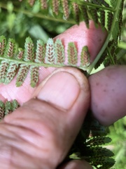Athyrium
