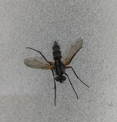 Mintho rufiventris