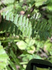 Athyrium