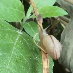 Bradybaena similaris