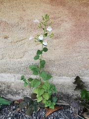 Clinopodium menthifolium ascendens
