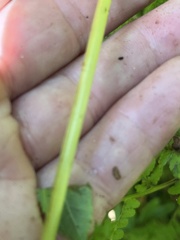 Athyrium