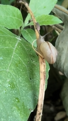 Bradybaena similaris