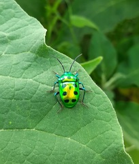 Chrysocoris purpureus