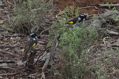 Phylidonyris novaehollandiae