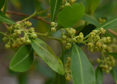 Dodonaea viscosa burmanniana