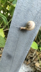 Bradybaena similaris