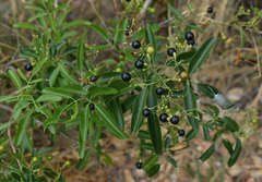 Jasminum didymum racemosum