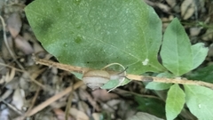 Bradybaena similaris