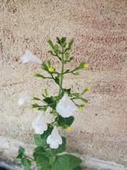 Clinopodium menthifolium ascendens