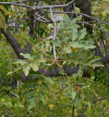 Canarium australianum