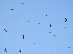 Cathartes aura