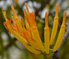 Dendrophthoe glabrescens