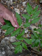 Dinosperma erythrococcum