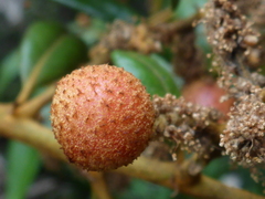 Dryocosmus castanopsidis