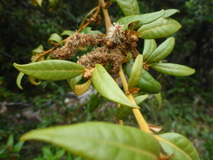 Dryocosmus castanopsidis