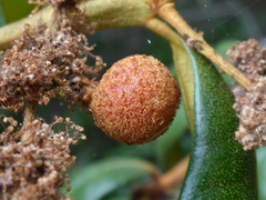 Dryocosmus castanopsidis