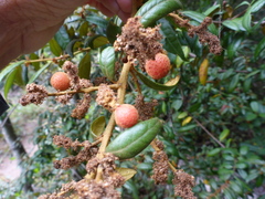 Dryocosmus castanopsidis
