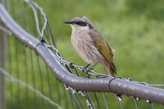 Gavicalis virescens