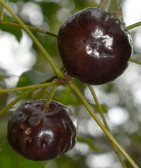 Pleiogynium timoriense