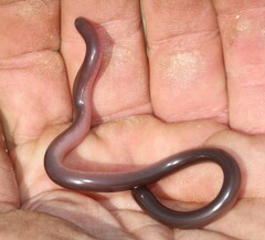 Afrotyphlops bibronii