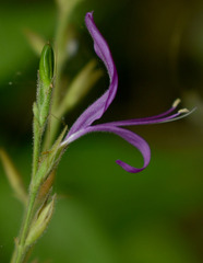 Hypoestes floribunda