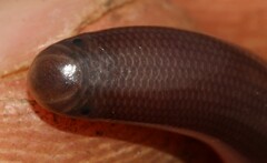 Afrotyphlops bibronii