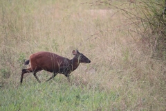 Cephalophorus nigrifrons