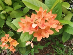 Ixora coccinea