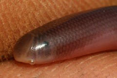 Afrotyphlops bibronii