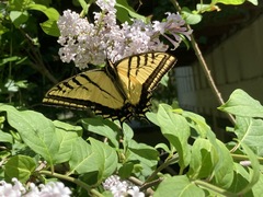 Papilio multicaudata