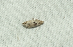 Epinotia ramella