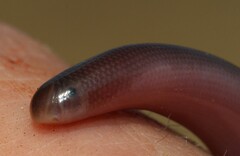 Afrotyphlops bibronii