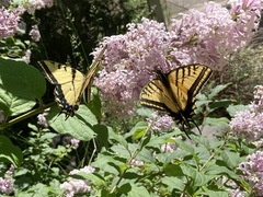 Papilio multicaudata