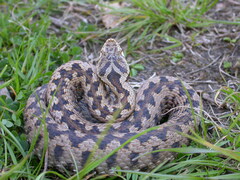 Vipera aspis