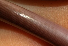 Afrotyphlops bibronii