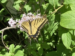 Papilio multicaudata