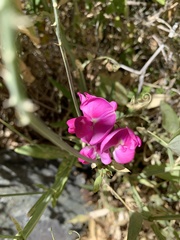 Lathyrus