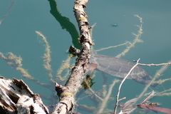 Graptemys pseudogeographica