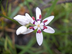 Wurmbea dioica