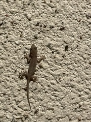 Gekko japonicus