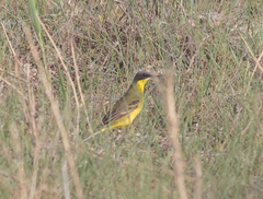Motacilla flava thunbergi