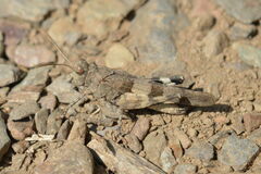 Oedipoda