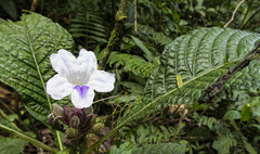 Ruellia tubiflora