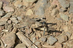 Oedipoda