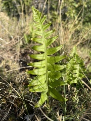 Polypodium vulgare