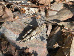 Oedipoda