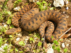 Vipera aspis