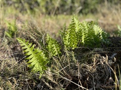 Polypodium vulgare